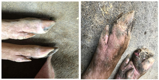 部分猪蹄部皮肤磨损,形成局部脓肿,溃烂;个别见蹄冠部出血,着地面皮肤